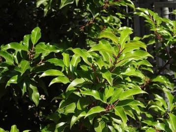 Prunus lusitanica Angustifolia (Portugese laurierkers), Verzenden, Laurier, Haag, Minder dan 100 cm