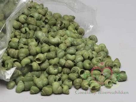 Umachi Schelpen Groen Washed 1 kilo, Hobby en Vrije tijd, Knutselen, Nieuw, Ophalen of Verzenden