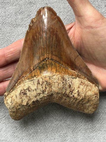 Groot Megalodon-tand, 13,4 cm - Fossiele tand - Carcharocles