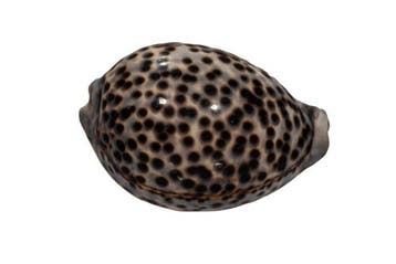 Grote Tijger-Cypraea: Cypraea tigris (99 mm) – Makelloses, Antiek en Kunst