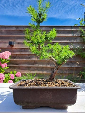 Lariks bonsai (Larix) - Hoogte (boom): 27 cm - Diepte