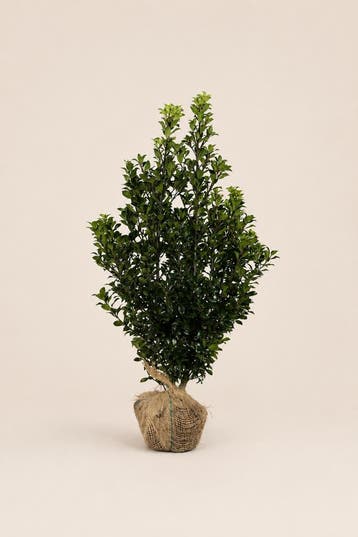 Hulst Heckenstar | Dichte wintergroene haag, Tuin en Terras, Verzenden, Hulst, Haag, Minder dan 100 cm