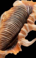 Adembenemende kleur en perfecte staat