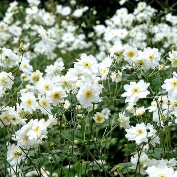 Anemone x Hybrida Whirlwind - Wortelgoed - 5 stuks, Tuin en Terras, Planten | Tuinplanten, Verzenden