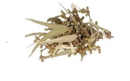 Eucalyptus met Besjes Droogbloemen, Huis en Inrichting, Woonaccessoires | Kunstplanten en Kunstbloemen, Nieuw, Ophalen of Verzenden