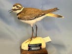 Amerikaanse krant Taxidermie volledige montage - Charadrius, Nieuw