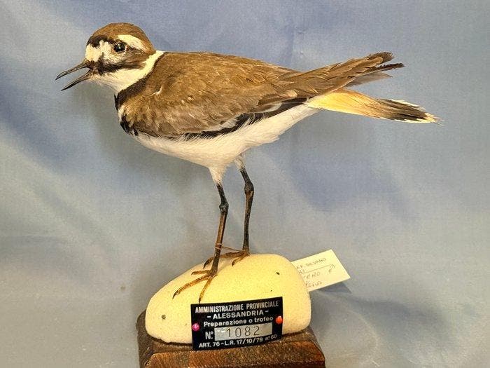 Amerikaanse krant Taxidermie volledige montage - Charadrius, Verzamelen, Dierenverzamelingen