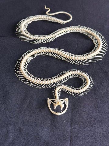 White-lipped Pit Viper Articulated Taxidermie volledige