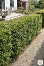 Bamboe / Phyllostachys Bissetii 60-80 cm - Pot