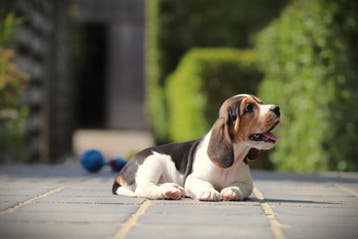 Beagle pups, van Belgisch fokker, Parvo, België, Beagle, 8 tot 15 weken