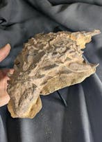 Fossiel skelet - “Mummified” Borealopelta markmitchelli -