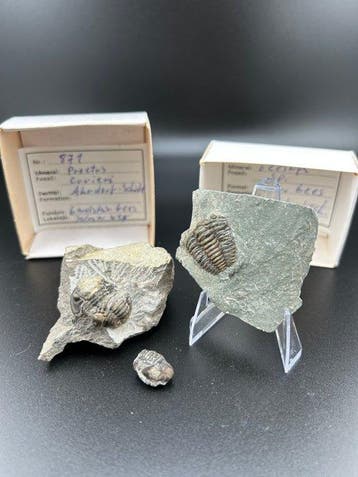 Trilobiet - Fossiele plaatmatrix - Proetus (Gerastos), Verzamelen, Mineralen en Fossielen