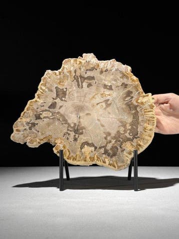 Prachtige snede van versteend hout op een op maat gemaakte