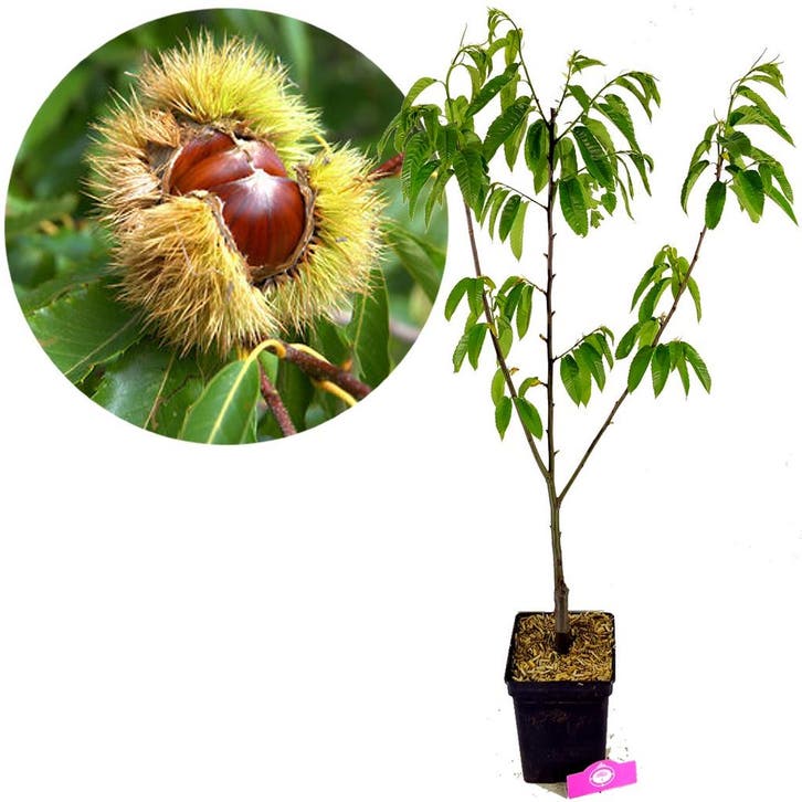 Castanea sativa Marrone di Marradi + pot 23cm, Tuin en Terras, Planten | Fruitbomen, Volle zon, Verzenden