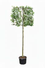Quercus palustris leiboom 12/14 190cm stam 150b x 120h