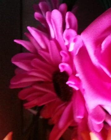 Aster Gerbera Neon Pink Foambloem Doos 30 stuks, Ophalen of Verzenden, Nieuw