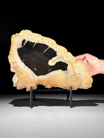 Prachtige snede van versteend hout op een op maat gemaakte