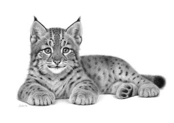 Schu - Lynx Cub