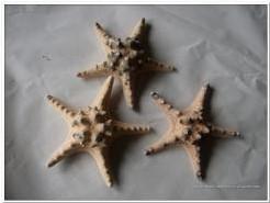 Zeester Philippine 10-15 cm 12 stuks, Ophalen of Verzenden, Nieuw