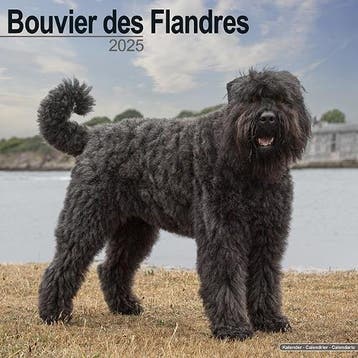 Bouvier Des Flandres (Euro) Calendar 2025 Square Dog Breed, Verzenden, Nieuw