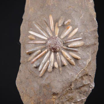 Fossiele echinoïde op matrix - Fossiel skelet -