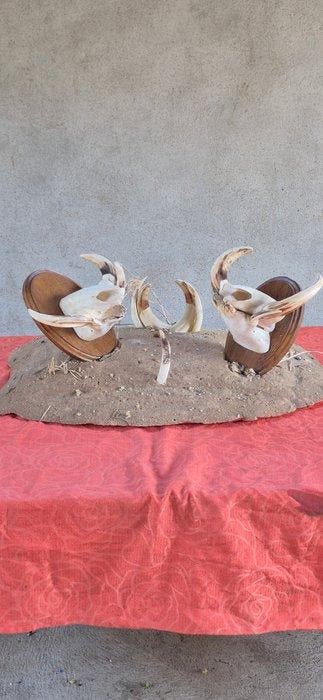 Wrattenzwijn Set tanden - Phacochoerus africanus - trophées, Nieuw