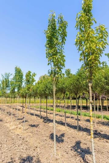 Prunus serrulata Amanogawa hoogstam, Tuin en Terras