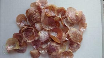 Jingle schelpen paars bruin parelmoer (jingle shells), ca., Ophalen of Verzenden, Nieuw