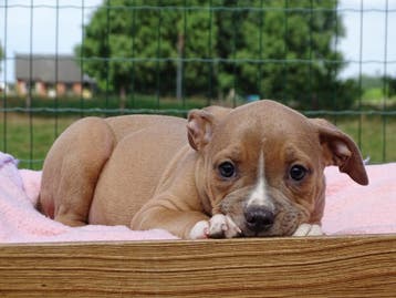 Old English Bulldog pups! t gezonde type. Hartelijk welkom, Parvo, Nederland, 8 tot 15 weken, Bulldog
