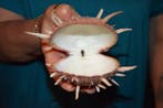 Tweekleppige Schelpdier - S-252 SPONDYLUS REGIUS (Zonder