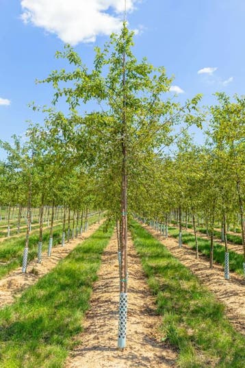 Malus floribunda hoogstam 12/14