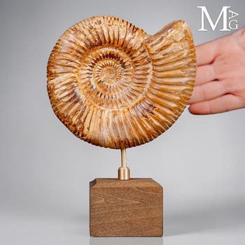 Perisphinctes - Jurassische elegantie op een houten sokkel