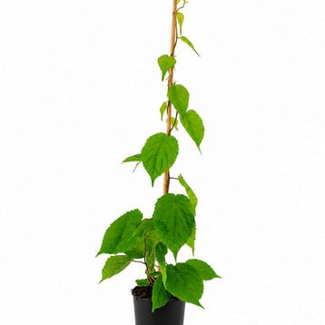Actinidia Kolomikta container (P17) crèmewit, Wit, Verzenden