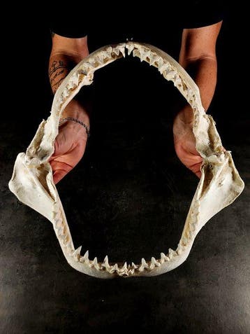 zeldzame en enorme kaak van een Zambezi-haai Taxidermie, Verzamelen, Nieuw