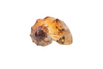 Top-verzamelstuk: Cymbiola laminusa – 101 mm, Makellos (GEM)