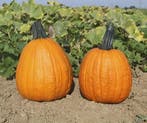 Phat jack Halloween pompoen basiseenheid zaden, Ophalen of Verzenden, Nieuw