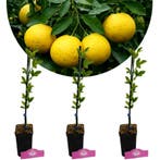 Citrus citrumelo + Pot 9cm 3 stuks, Verzenden, Volle zon