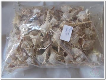 Thorn Schelpen Klein 1 kilo, Ophalen of Verzenden, Nieuw
