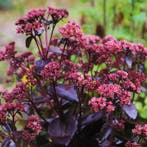 Sedum Purple Emperor - Wortelgoed - 5 stuks, Verzenden