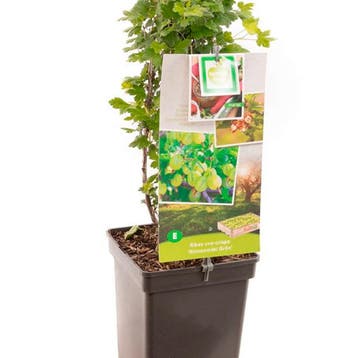 Kruisbes Hinnonmäki Grön container (P18) Groen, Verzenden