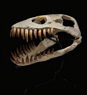 Plesiosaurus - Fossiele schedel - Zarafasaura oceanis - 40