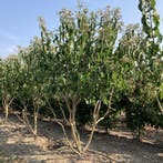 Zevenzonenboom meerstammig, Nieuw