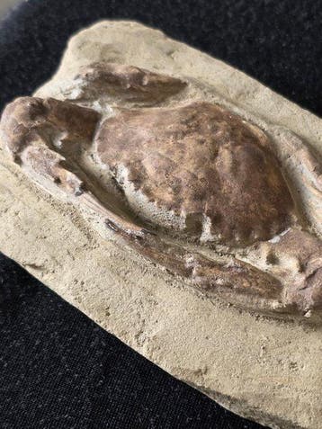 Gigantische krabben - Gefossiliseerd dier - 14.5 cm