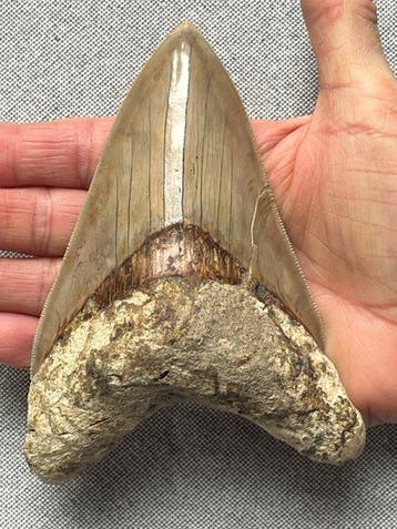 Grote Megalodon-tand 13,7 cm - Fossiele tand - Carcharocles