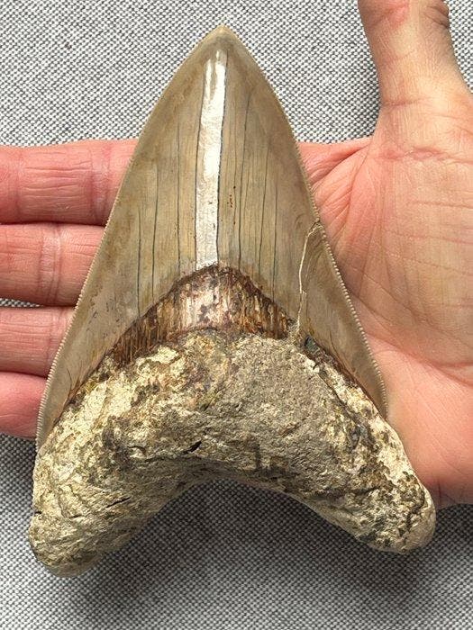 Grote Megalodon-tand 13,7 cm - Fossiele tand - Carcharocles, Verzamelen, Mineralen en Fossielen