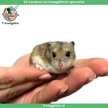 Jonge lieve Chinese dwerghamsters te koop!, Meerdere dieren, Hamster, Tam