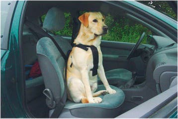 Auto-wandelgordel/tuigje Hond maat M Beeztees, Ophalen of Verzenden, Nieuw