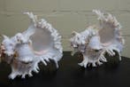 Branched Murex Sea Snail Shell Schelpdier - Chicoreus, Nieuw