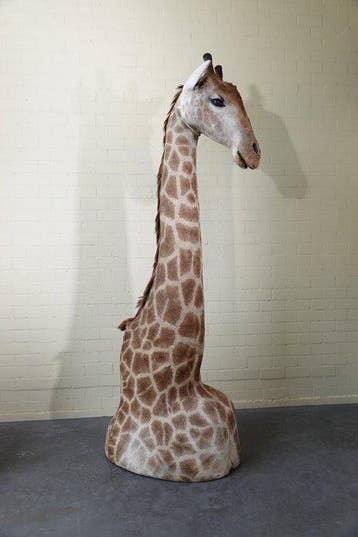 Large and impressive Northern Giraffe Taxidermie volledige, Nieuw