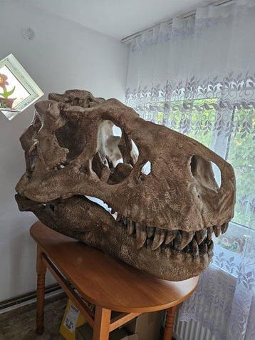 Tyrannosaurus Skelet - Tyrannosaurus rex - 80 cm - 90 cm -, Verzamelen